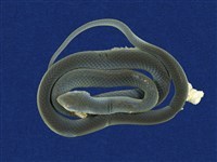 藏品(青蛇)的圖片